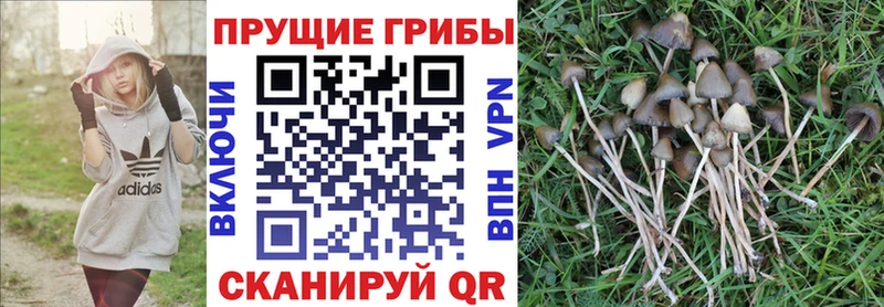 Псилоцибиновые грибы Cubensis  Дорогобуж 